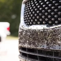 Soluții anti-insecte auto